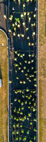 DJI_0575